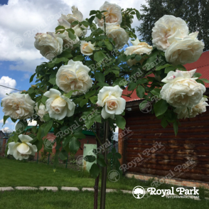 Роза на штамбе Космос