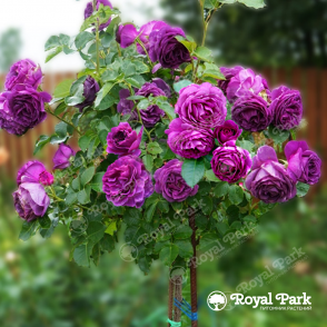 Роза на штамбе Миневра