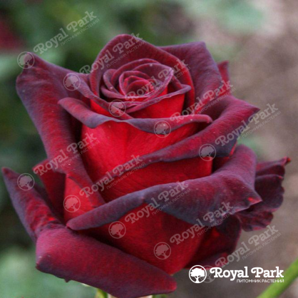 Роза на штамбе Роял Баккара