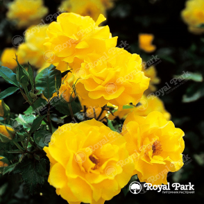 Роза на штамбе желтая почвопокровная, повторноцветущая