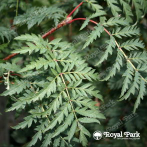 Рябина Аспленифолия