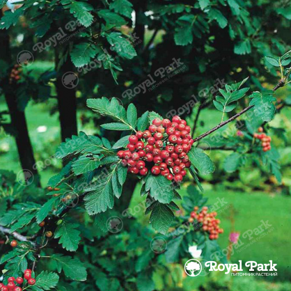 Рябина Брауэрс