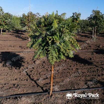 Рябина Глобозум