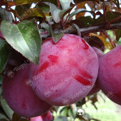 Слива Голливуд