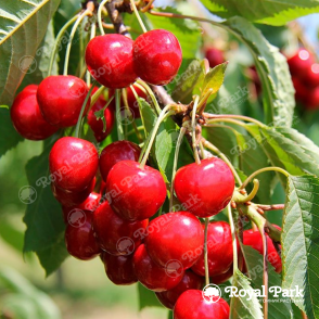 Черешня «Витязь»