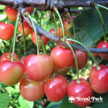 Черешня «Орловская розовая»
