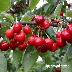 Черешня «Подарок Орлу»