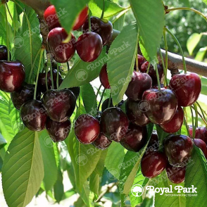 Черешня «Речица»