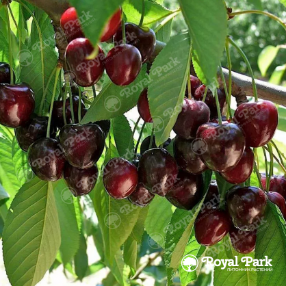 Черешня «Речица»