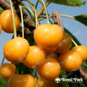 Черешня «Рондо»