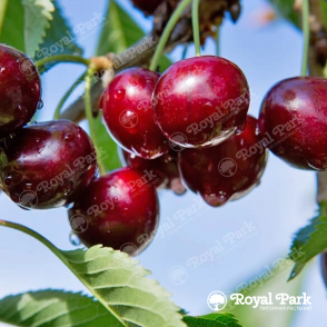 Черешня «Сюбаровская»