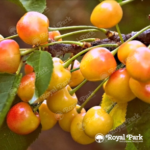 Черешня «Янтарная»