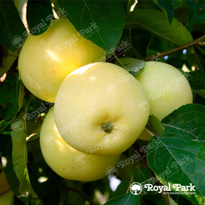 Яблоня Московское позднезимнее