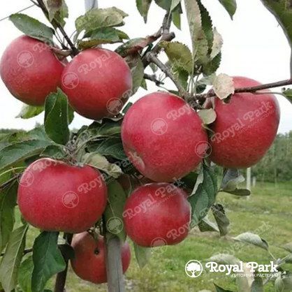 Яблоня «Найдаред»