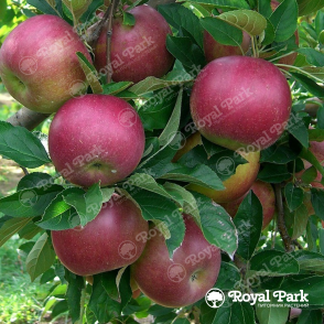 Яблоня «Айдаред»