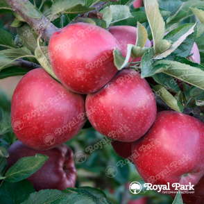 Яблоня «Глостер»