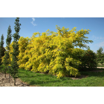 Акация желтая