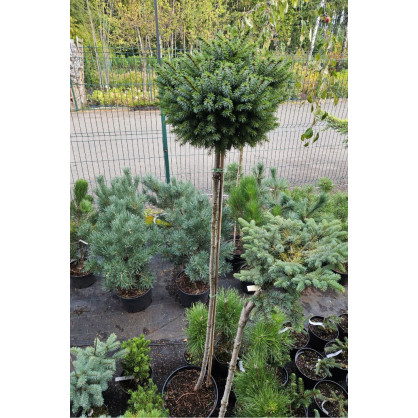 Ель Барри на штамбе