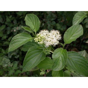 Дерен белый Обыкновенный