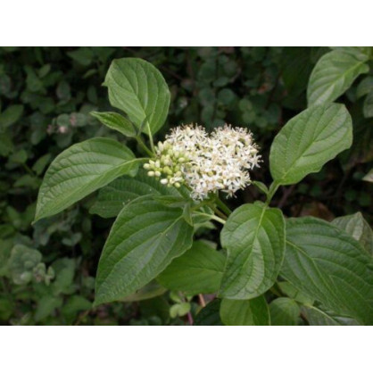 Дерен белый Обыкновенный