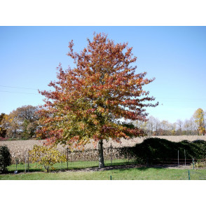 Дуб болотный «Изабель»