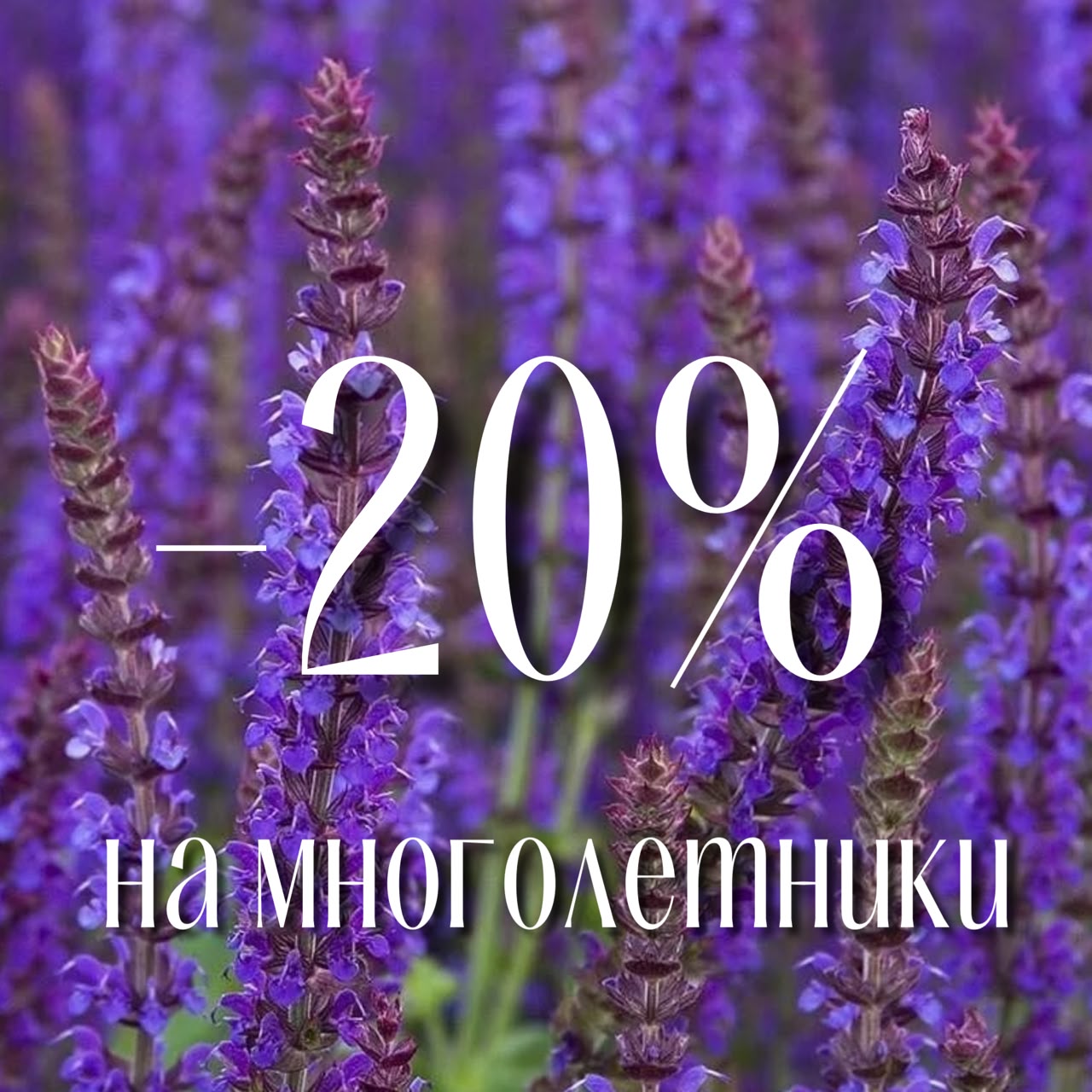 – 20% на многолетние травянистые растения 